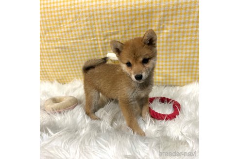 成約済の栃木県の柴犬-343750の19枚目