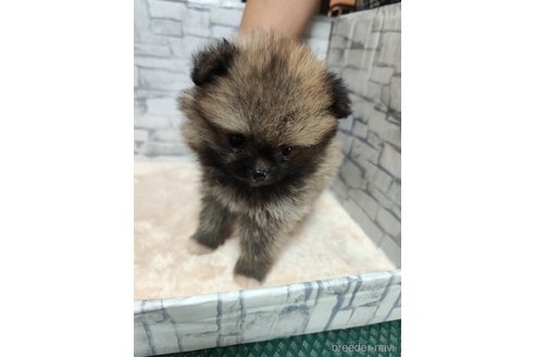 成約済の静岡県のポメラニアン-348216の2枚目