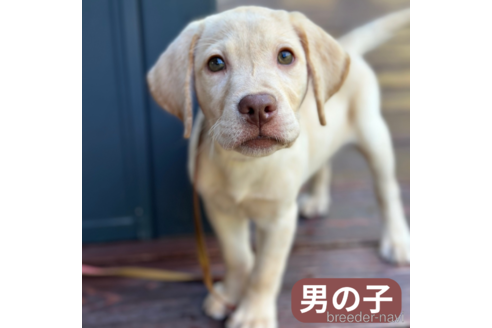 成約済の山口県のラブラドールレトリーバー-343085の1枚目