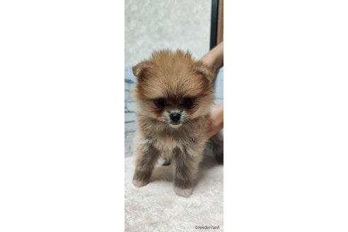 成約済の静岡県のポメラニアン-348246の1枚目