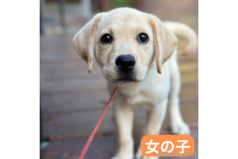 成約済の山口県のラブラドールレトリーバー-349146の1枚目