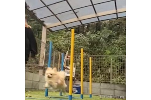成約済の東京都のミックス犬-349077の4枚目