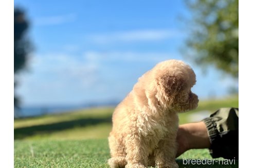 成約済の山口県のトイプードル-349167の2枚目