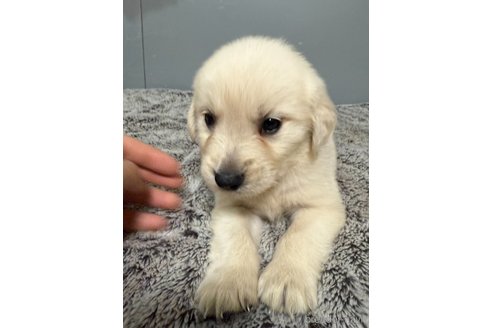 成約済の福岡県のゴールデンレトリーバー-347179の1枚目