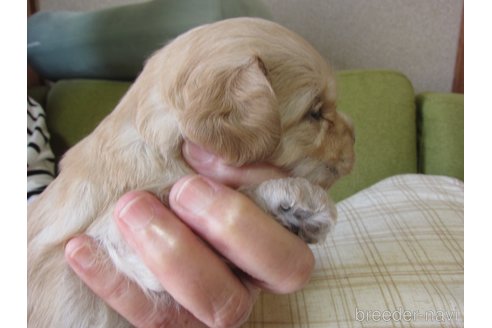 成約済の福岡県のミックス犬-347403の23枚目