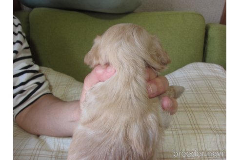 成約済の福岡県のミックス犬-347403の21枚目