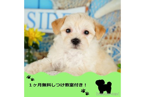 成約済ののマルプー:マルチーズ×トイプードル-349187