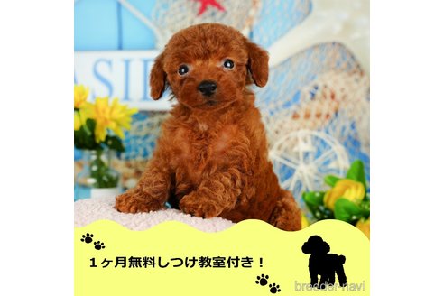 成約済の千葉県のトイプードル-349196の1枚目