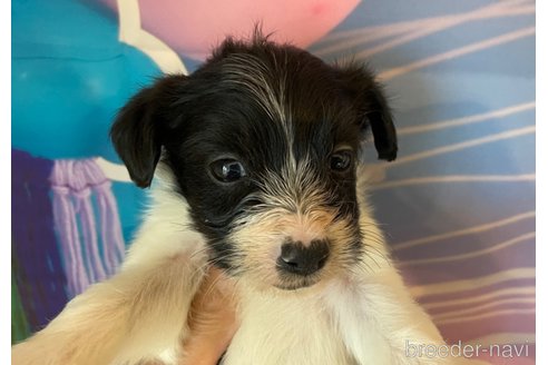 成約済の北海道のミックス犬-349200の4枚目