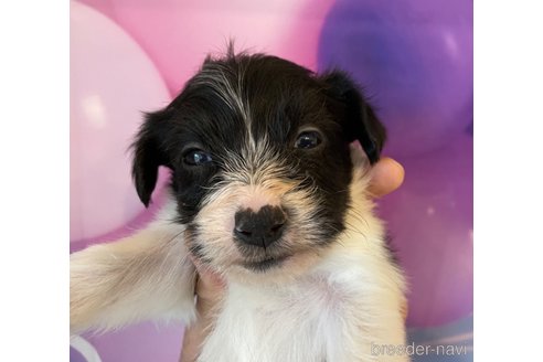成約済の北海道のミックス犬-349200の2枚目