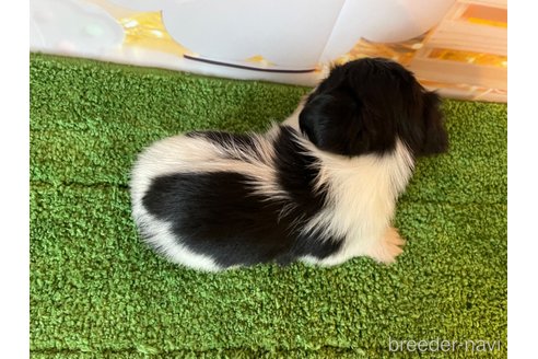成約済の北海道のミックス犬-349200の5枚目