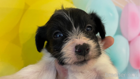 成約済の北海道のミックス犬-349200の1枚目