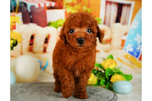 成約済の千葉県のトイプードル-349201の6枚目