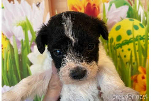 成約済の北海道のミックス犬-349202の3枚目