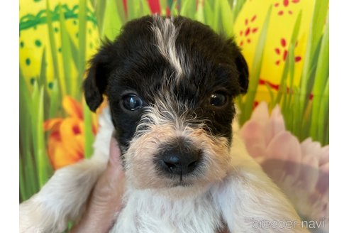 成約済の北海道のミックス犬-349202の4枚目