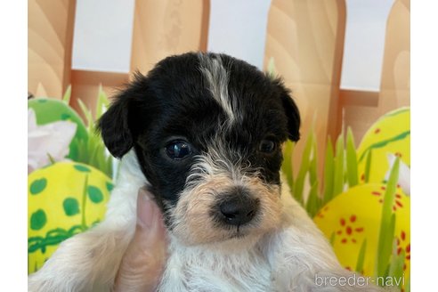 成約済の北海道のミックス犬-349202の5枚目
