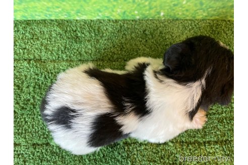 成約済の北海道のミックス犬-349202の2枚目