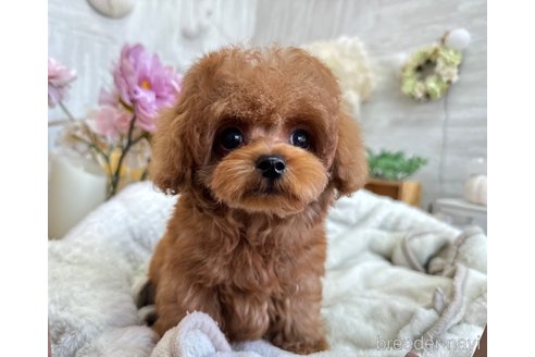 成約済の京都府のタイニープードル-342253の10枚目