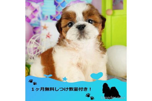 成約済の千葉県のシーズー-349215の1枚目