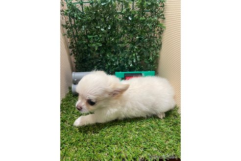成約済の栃木県のポメチワ:ポメラニアン×チワワ-342070の4枚目