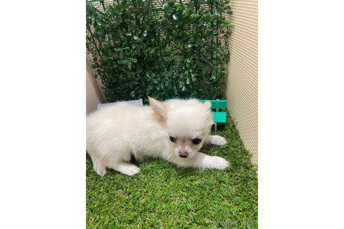 成約済の栃木県のポメチワ:ポメラニアン×チワワ-342070の2枚目