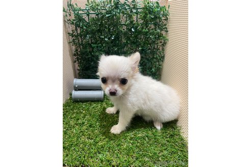 成約済の栃木県のポメチワ:ポメラニアン×チワワ-342070の3枚目
