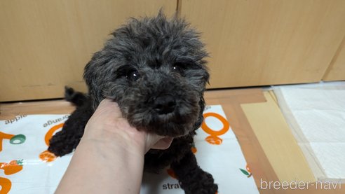 成約済の広島県のタイニープードル-349222の1枚目