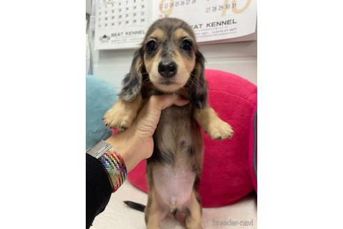 成約済の千葉県のミニチュアダックスフンド(ロングヘアード)-343424の1枚目