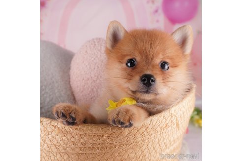 成約済の千葉県のミックス犬-349223の3枚目