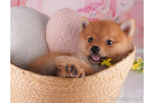 成約済の千葉県のミックス犬-349223の4枚目