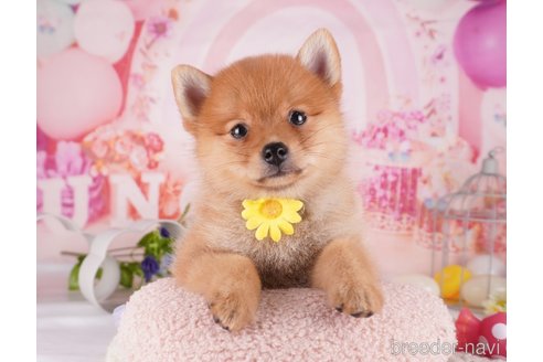 成約済の千葉県のミックス犬-349223の5枚目