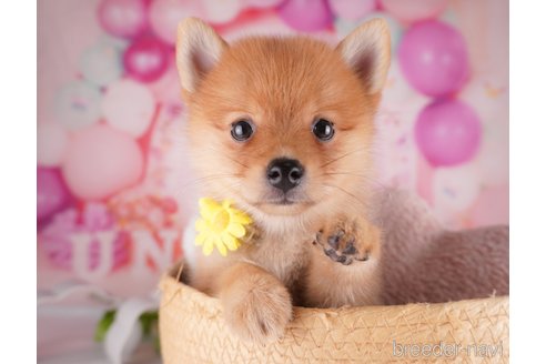 成約済の千葉県のミックス犬-349223の6枚目