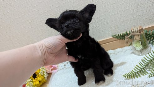 成約済の広島県のチワプー:チワワ×トイプードル-341209の22枚目