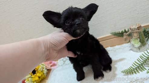 成約済の広島県のチワプー:チワワ×トイプードル-341209の20枚目