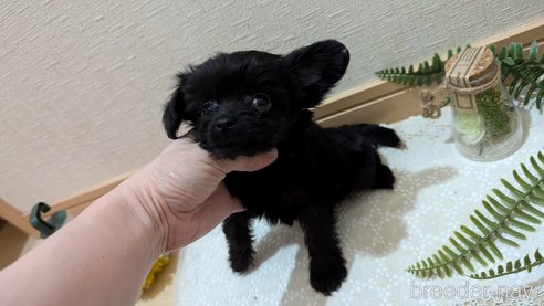 成約済の広島県のチワプー:チワワ×トイプードル-341212の58枚目