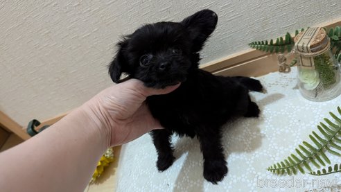 成約済の広島県のチワプー:チワワ×トイプードル-341212の59枚目