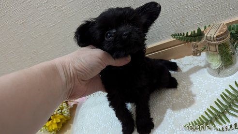 成約済の広島県のチワプー:チワワ×トイプードル-341212の56枚目