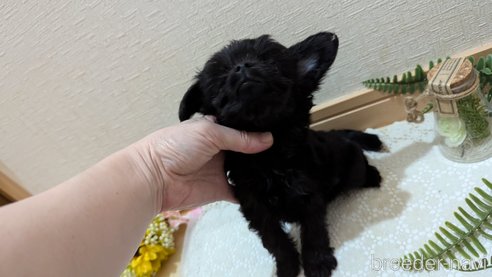 成約済の広島県のチワプー:チワワ×トイプードル-341212の57枚目