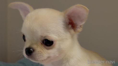 成約済の東京都のチワワ(スムースコート)-349236の6枚目