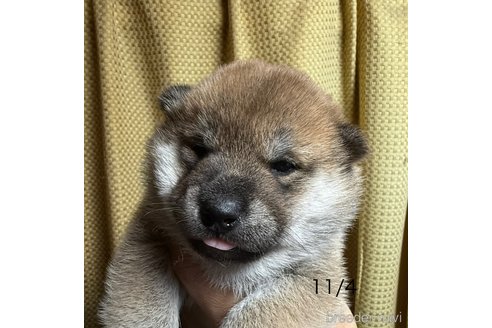 成約済の愛知県の柴犬-345643の7枚目