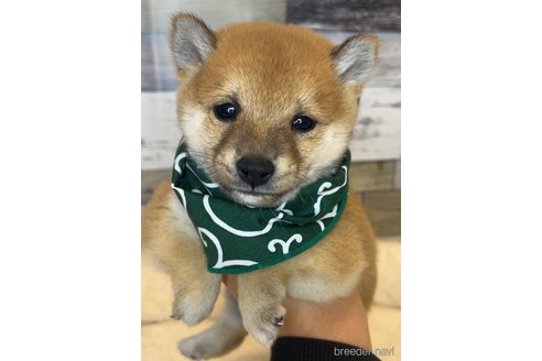 成約済の茨城県の豆柴-349244の2枚目