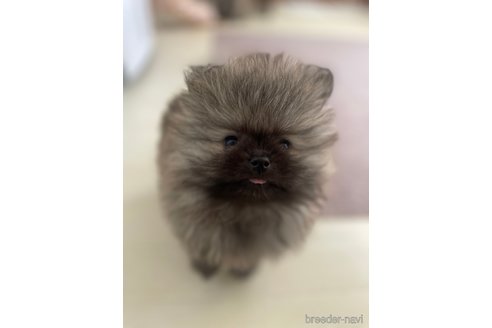 成約済の大阪府のポメラニアン-343373の2枚目
