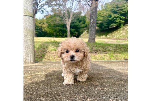 成約済の山口県のマルプー:マルチーズ×トイプードル-349251の1枚目