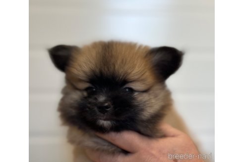 成約済の埼玉県のミックス犬-339529の5枚目