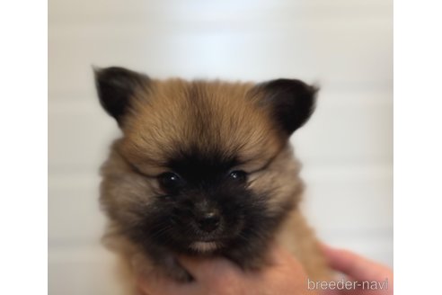成約済の埼玉県のミックス犬-339529の1枚目