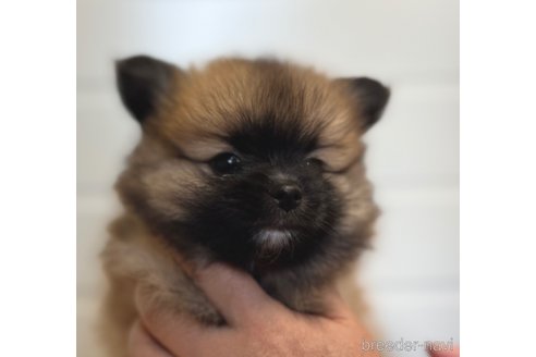 成約済の埼玉県のミックス犬-339529の3枚目