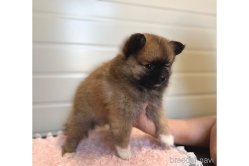 成約済の埼玉県のミックス犬-339529の2枚目