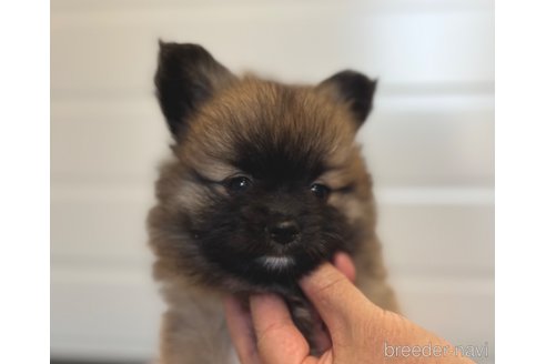 成約済ののミックス犬-339520