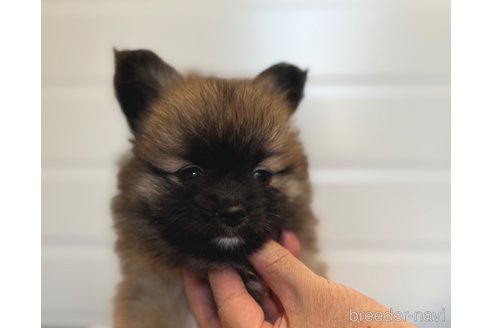 成約済の埼玉県のミックス犬-339520の5枚目