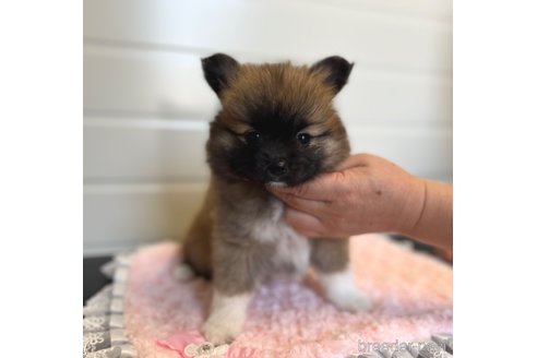 成約済の埼玉県のミックス犬-339520の4枚目